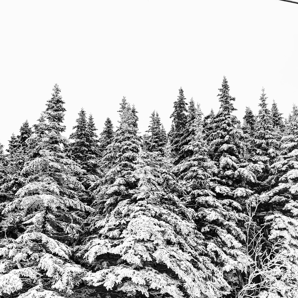 a group of trees covered in snow