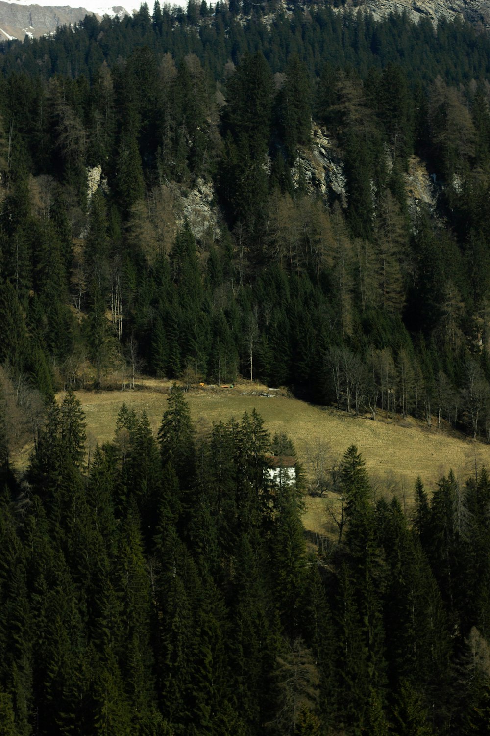 a forest of trees