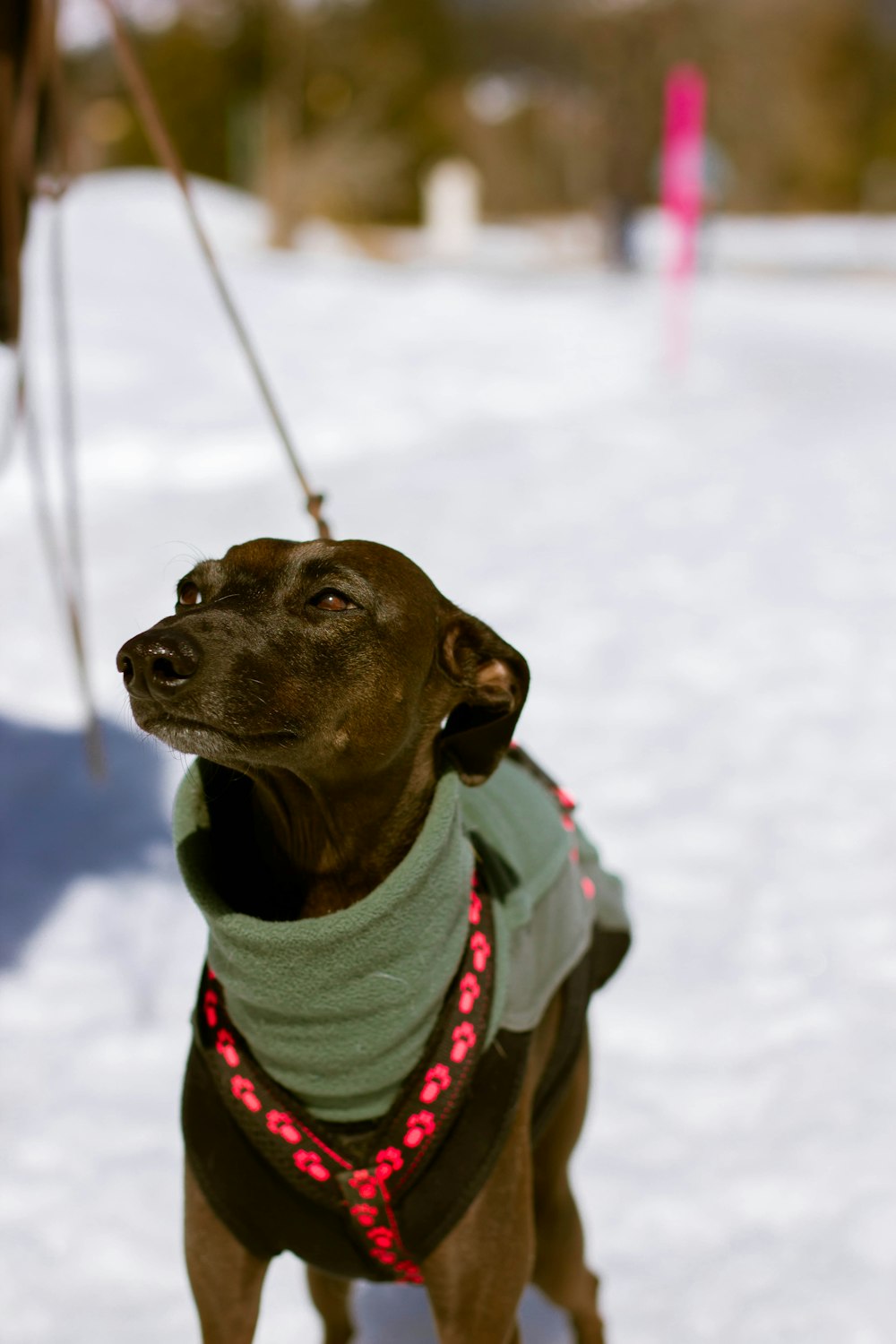 a dog wearing a sweater