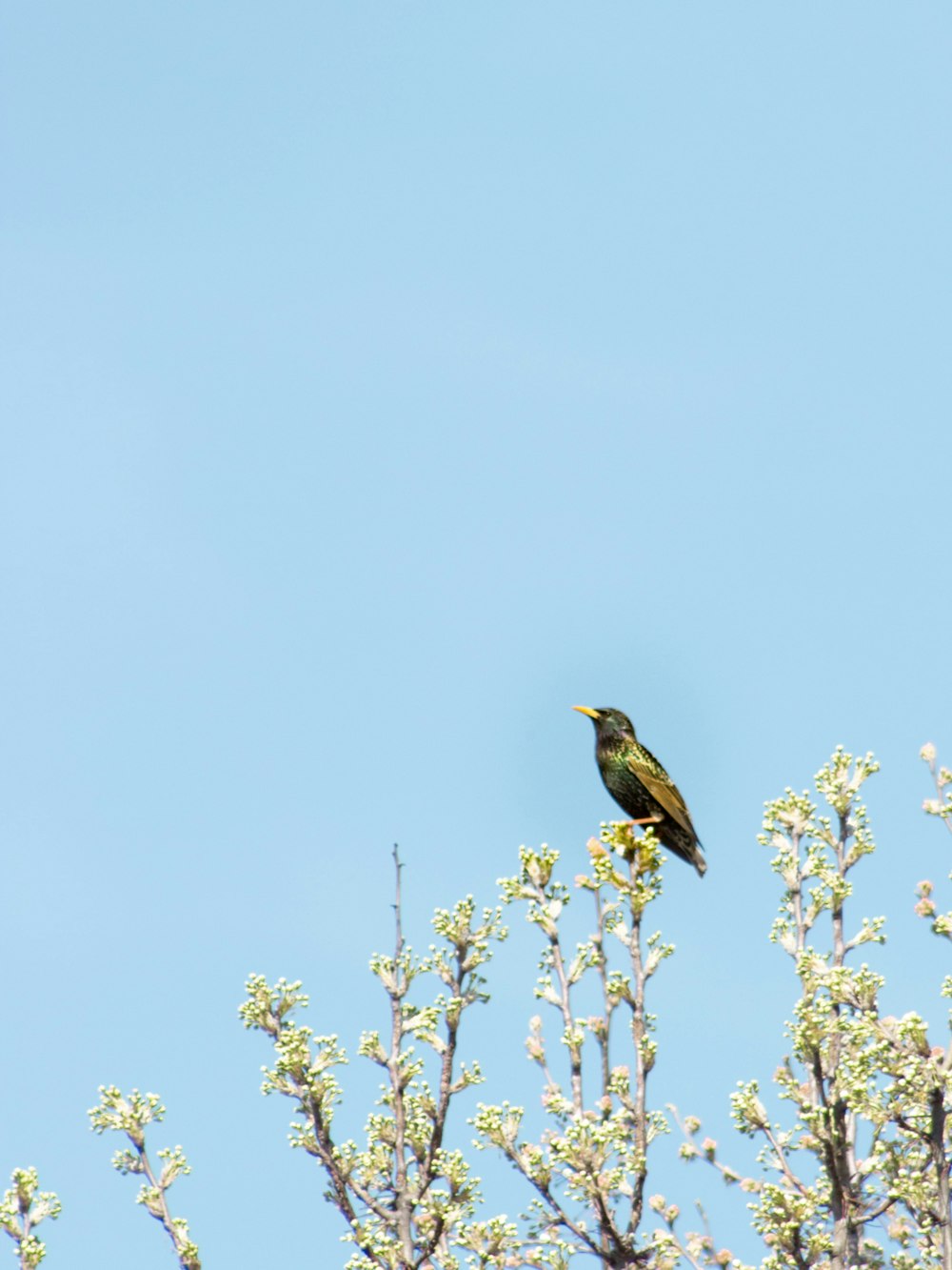 a bird perched on a tree branch