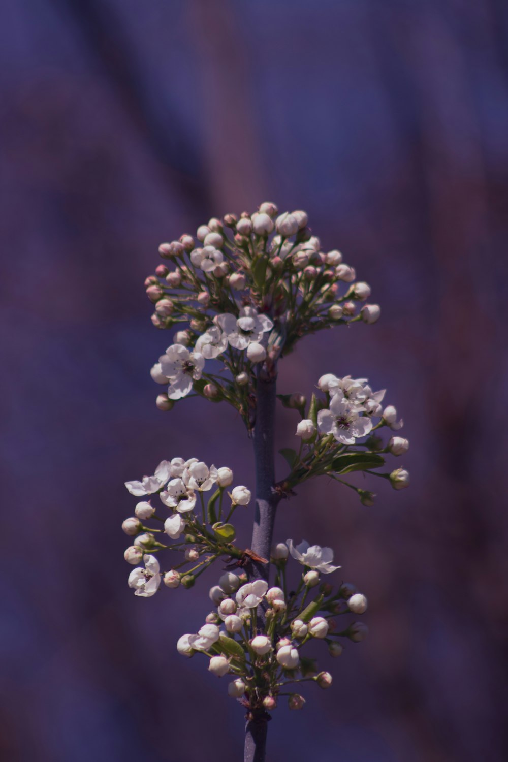 a close-up of a plant