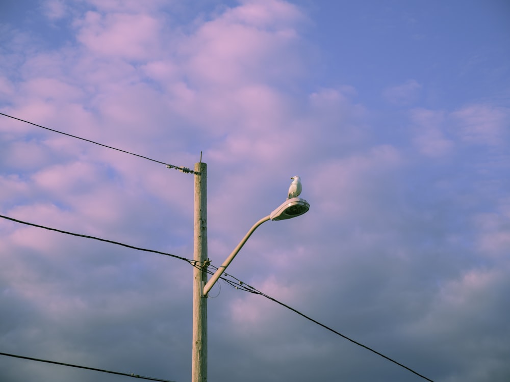 Ein Vogel sitzt auf einer Stromleitung