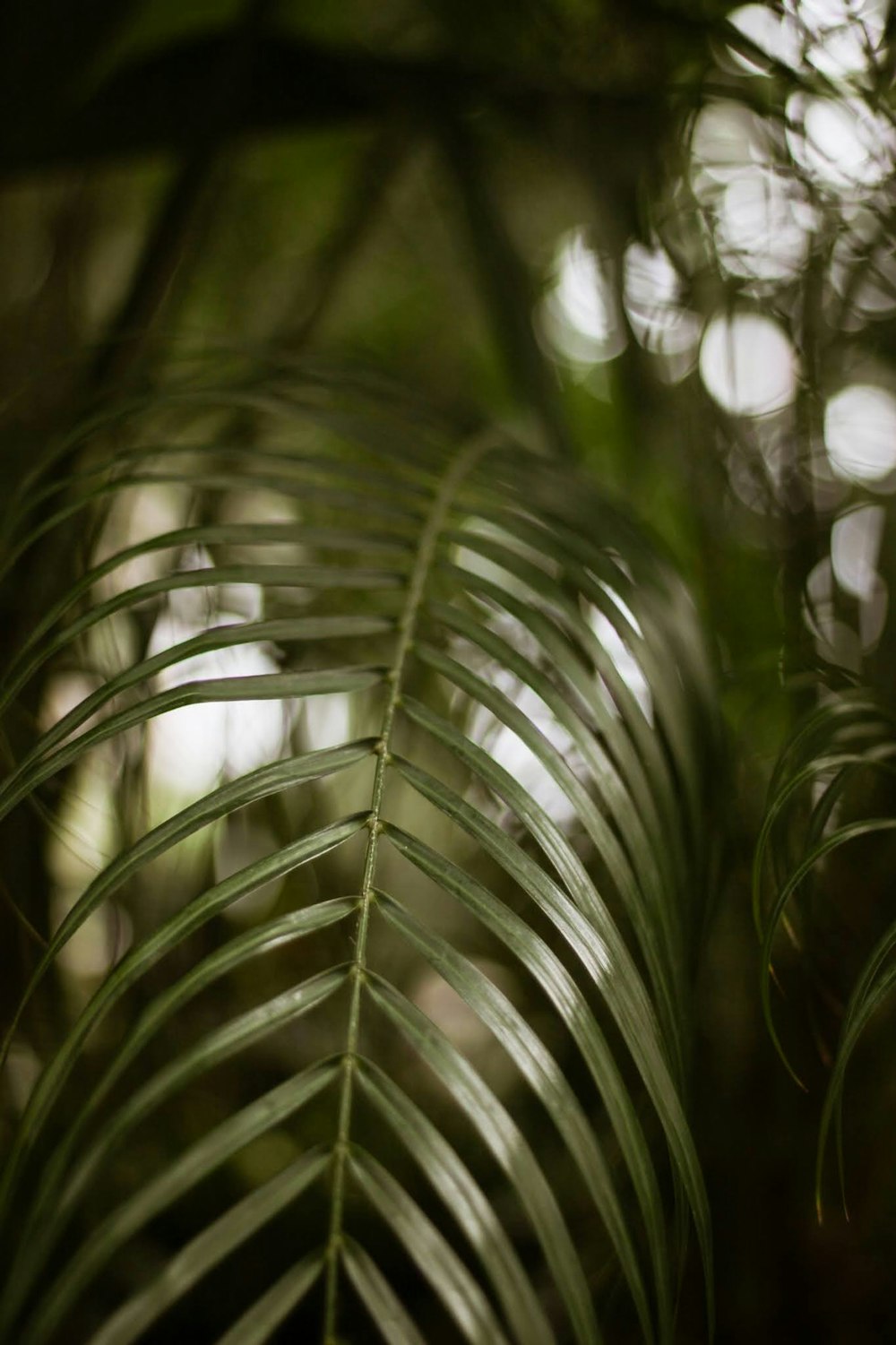 close up of a plant