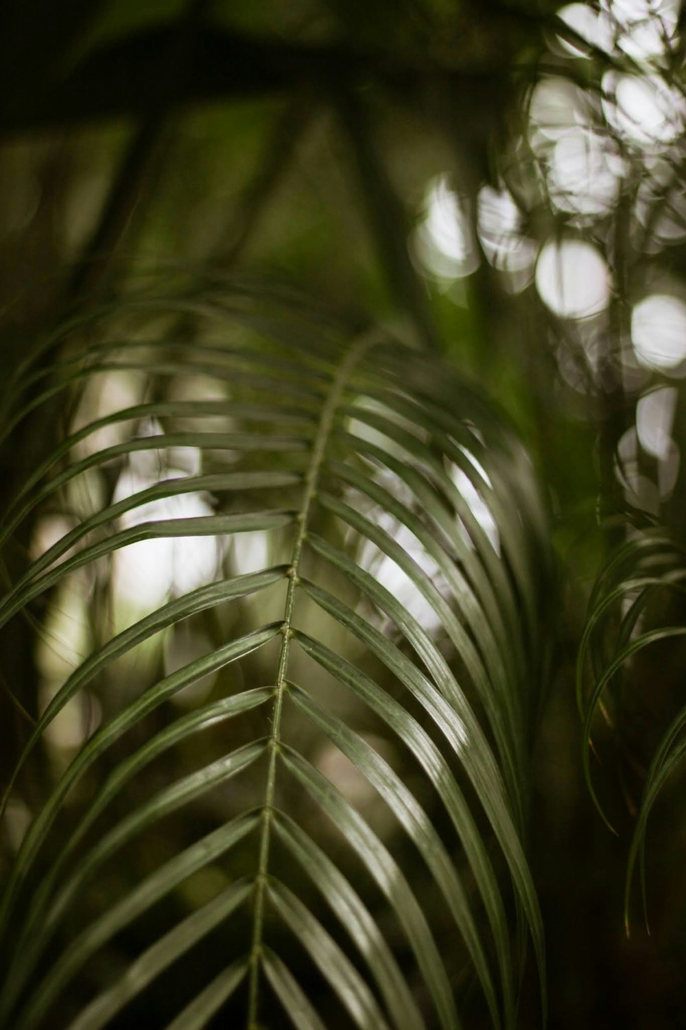 close up de uma planta