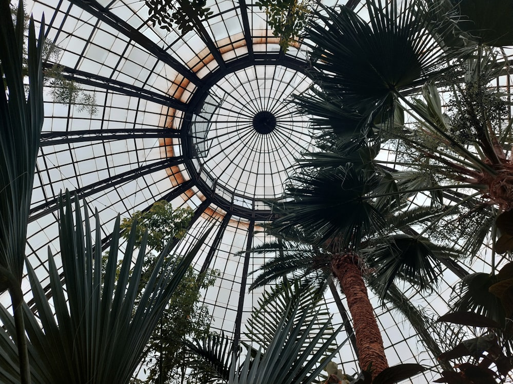 a large glass dome with palm trees