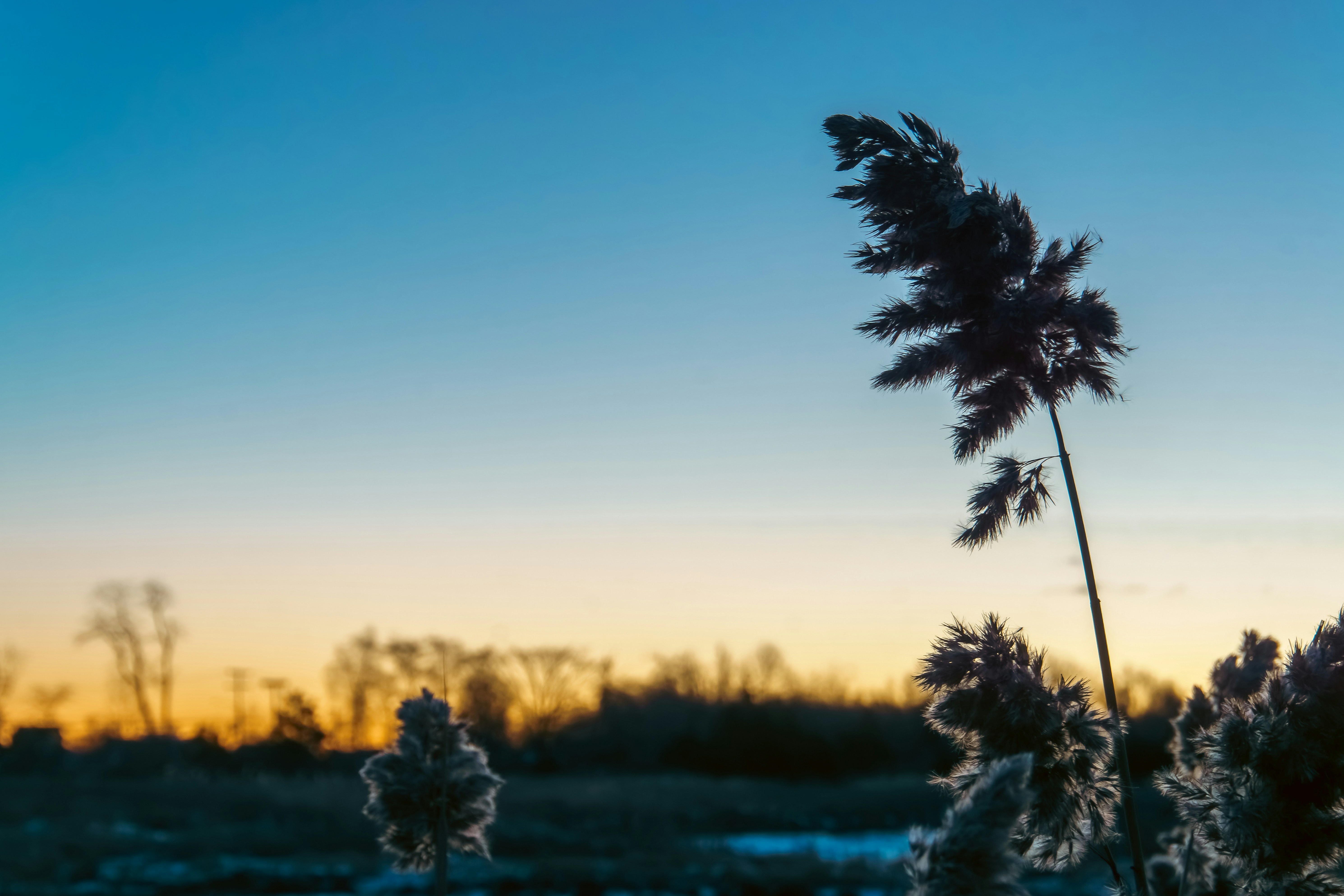 Un arbre dans un champ