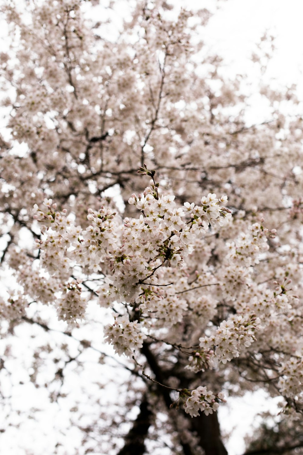 Un árbol con flores blancas