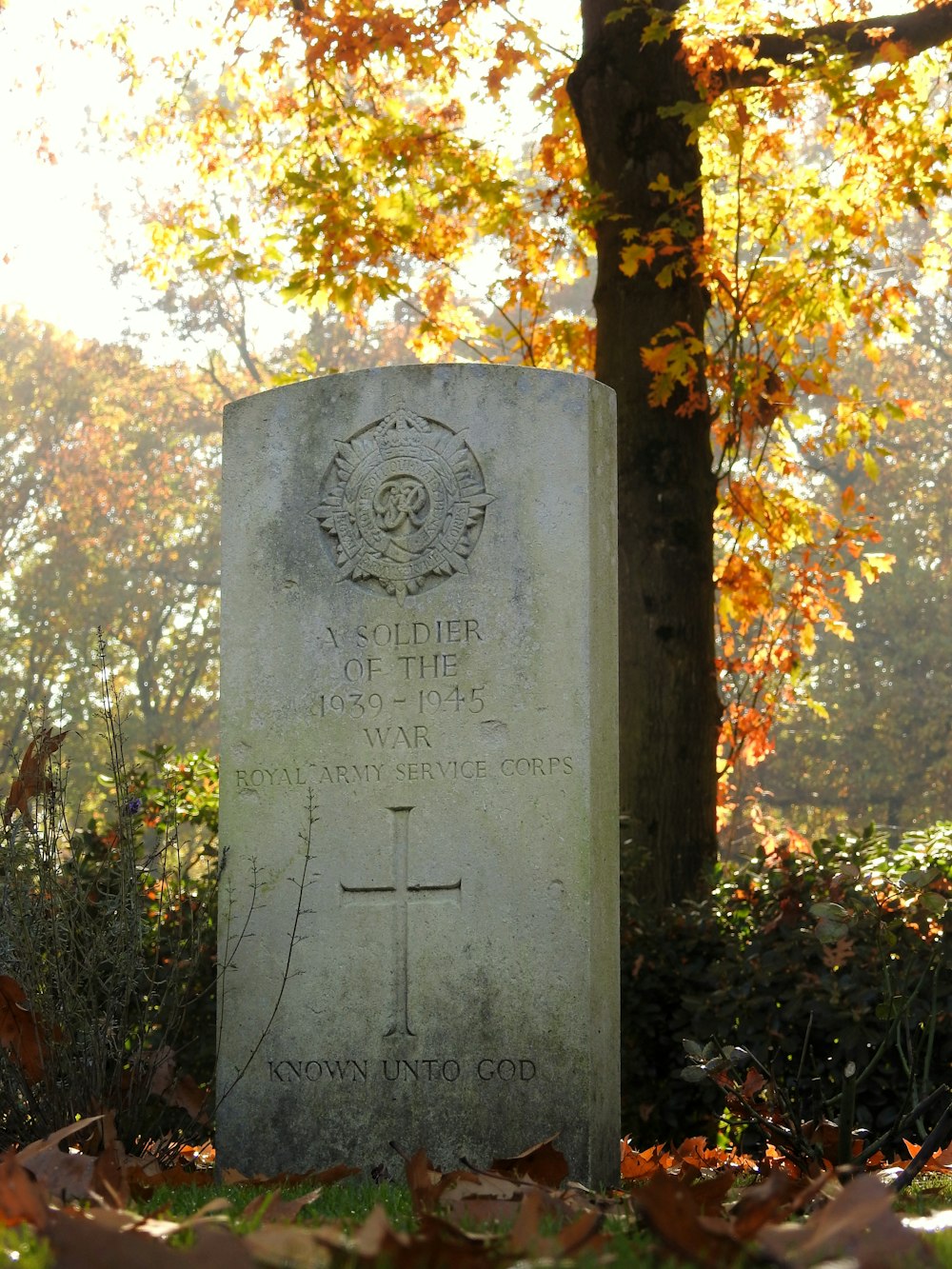 a tombstone in a forest