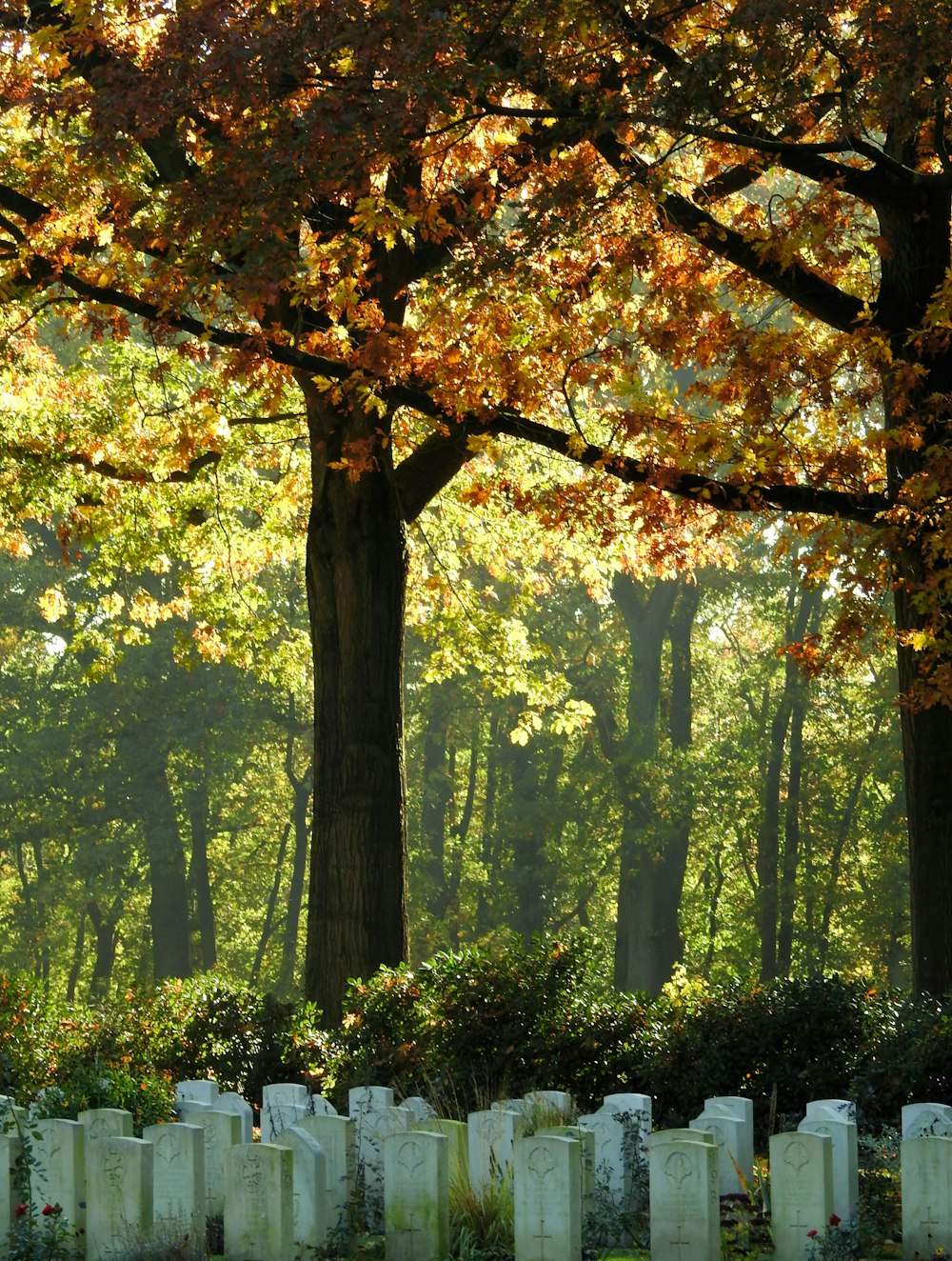 a tree with orange leaves