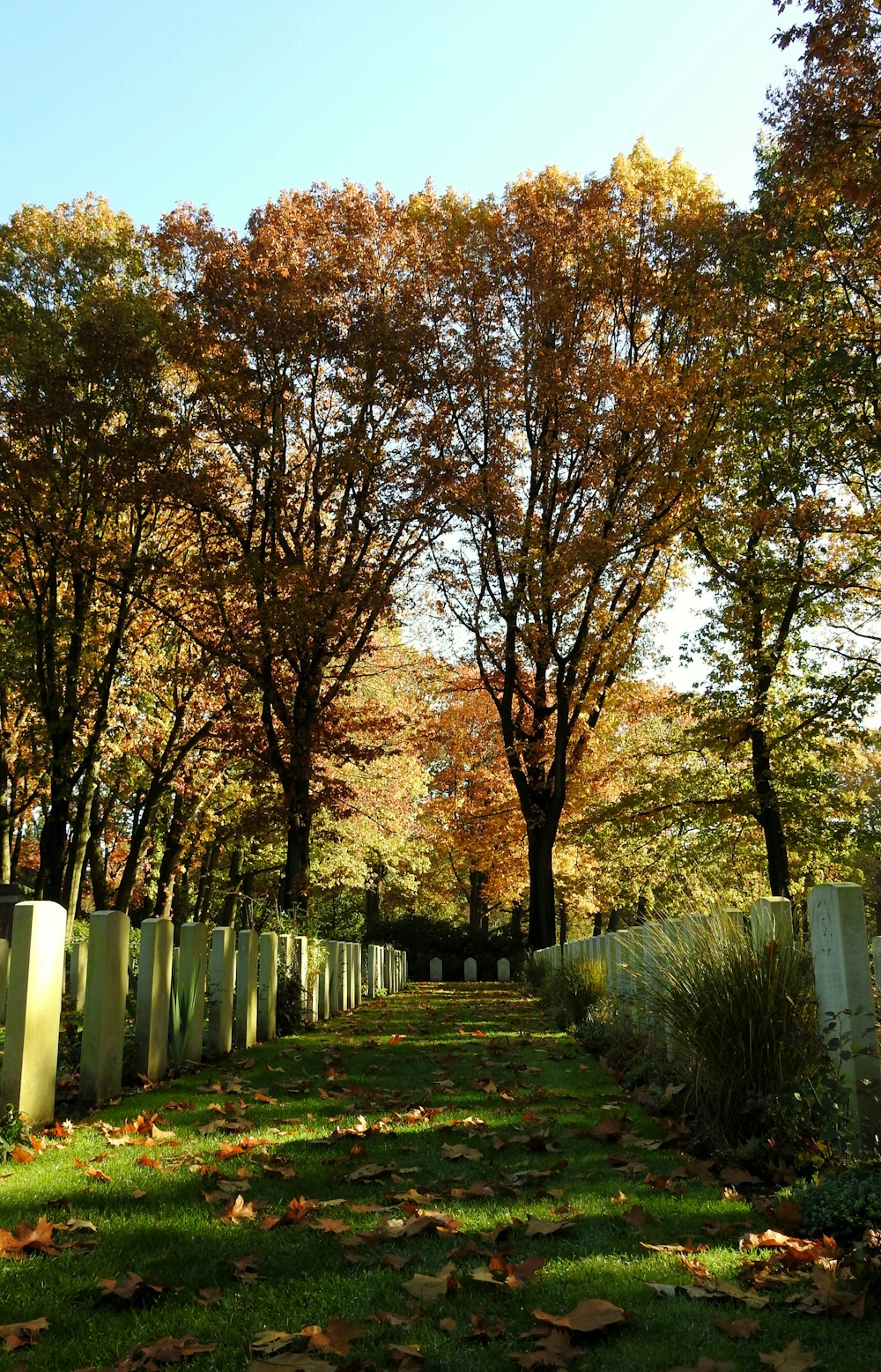 un cimitero con alberi