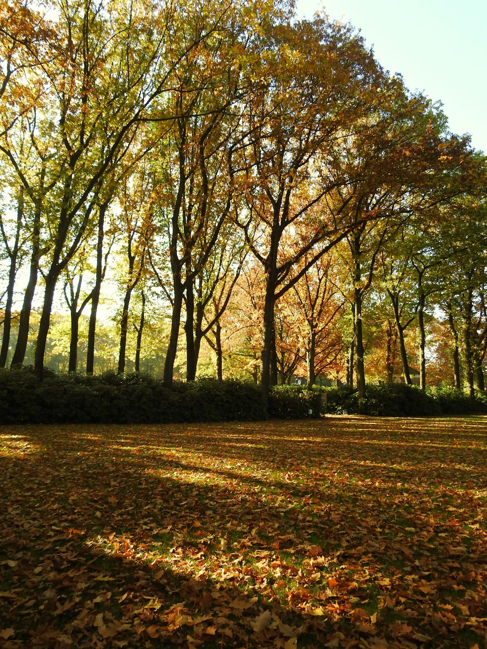 a path with trees on the side