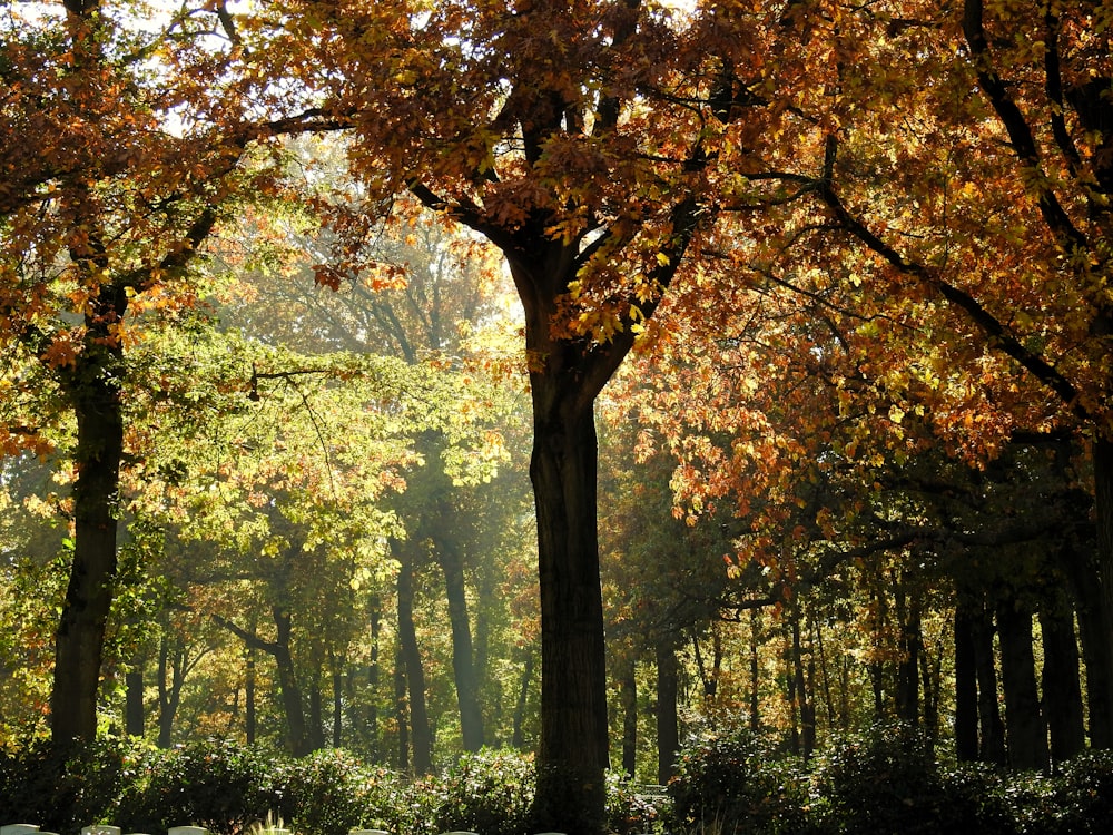 a forest of trees with orange and yellow leaves