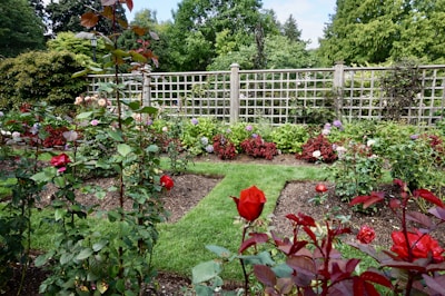 A vibrant garden filled with various types of blooming flowers, predominantly roses, arranged in neat rows. A wooden trellis serves as a backdrop, partially covered by lush greenery. The garden is well-maintained, with a manicured lawn and evenly spaced flower beds. Trees and shrubs frame the garden, suggesting a peaceful and secluded outdoor space.