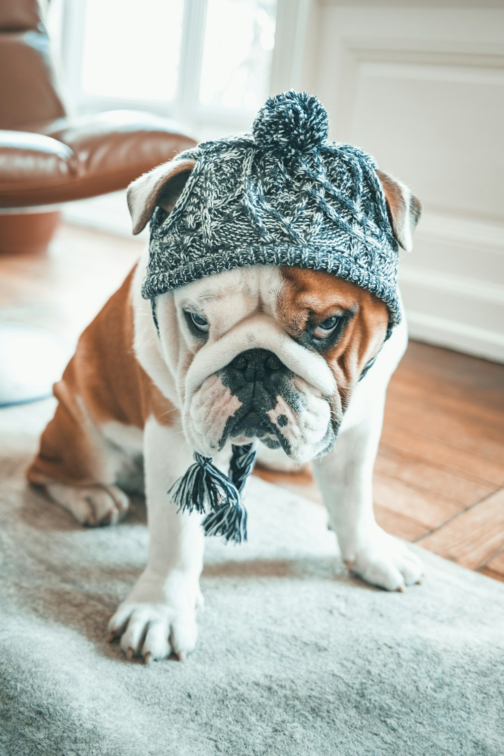 a dog wearing a hat