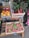 A display of fresh produce at a market with boxes filled with colorful fruits and vegetables. There are golden and red apples, vibrant red and green rainbow chard, and bunches of bright red breakfast radishes with green leaves. Each type of produce is labeled with small slate signs showing their names and prices.