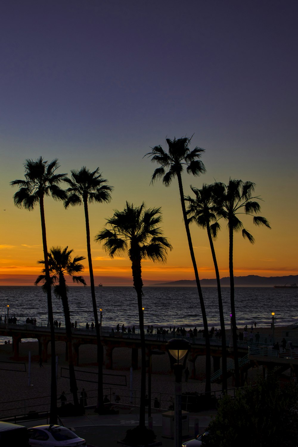 a group of palm trees next to a body of water