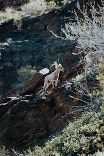 A wild haggis exploring a rocky terrain.