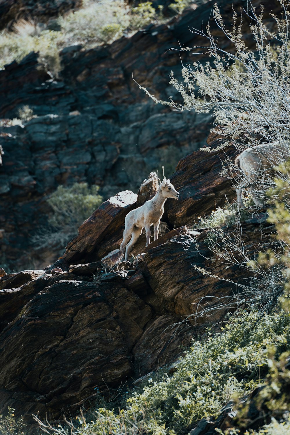 a dog standing on a rock