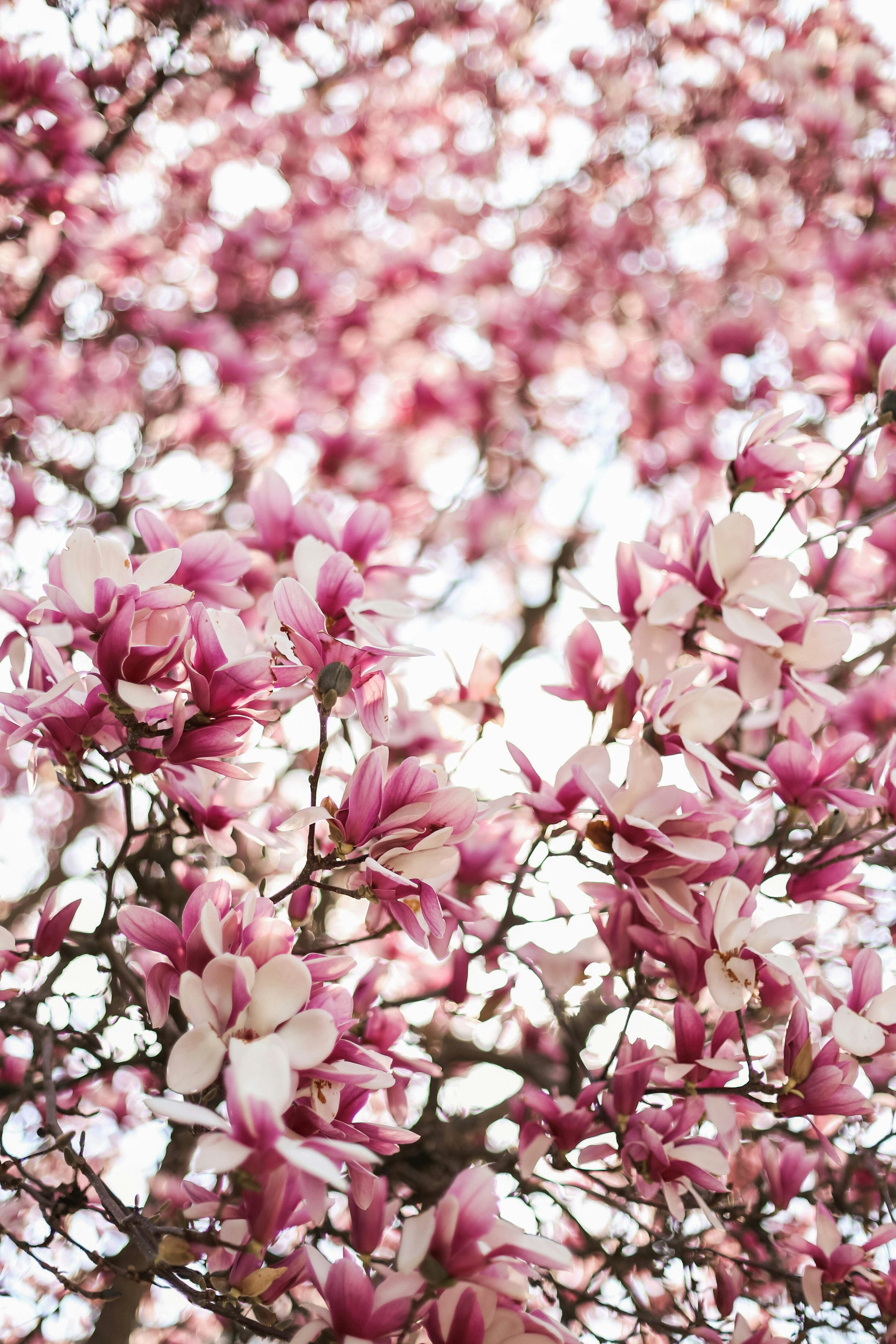 Photo by jessicalfadel