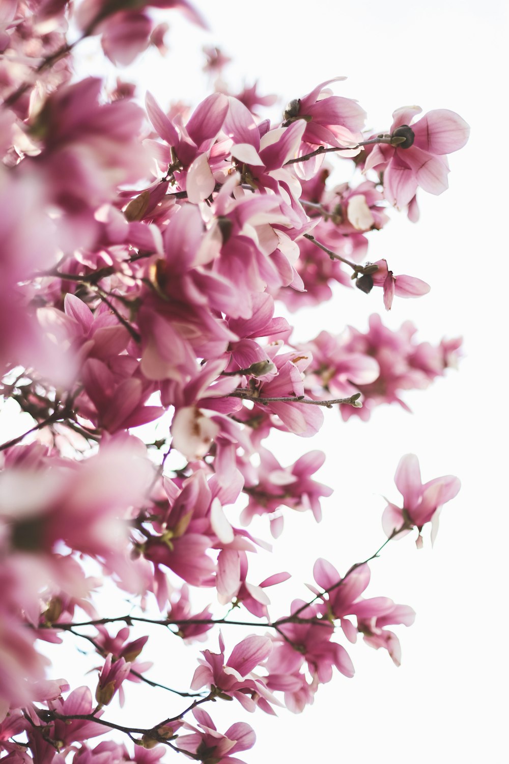 a close up of pink flowers