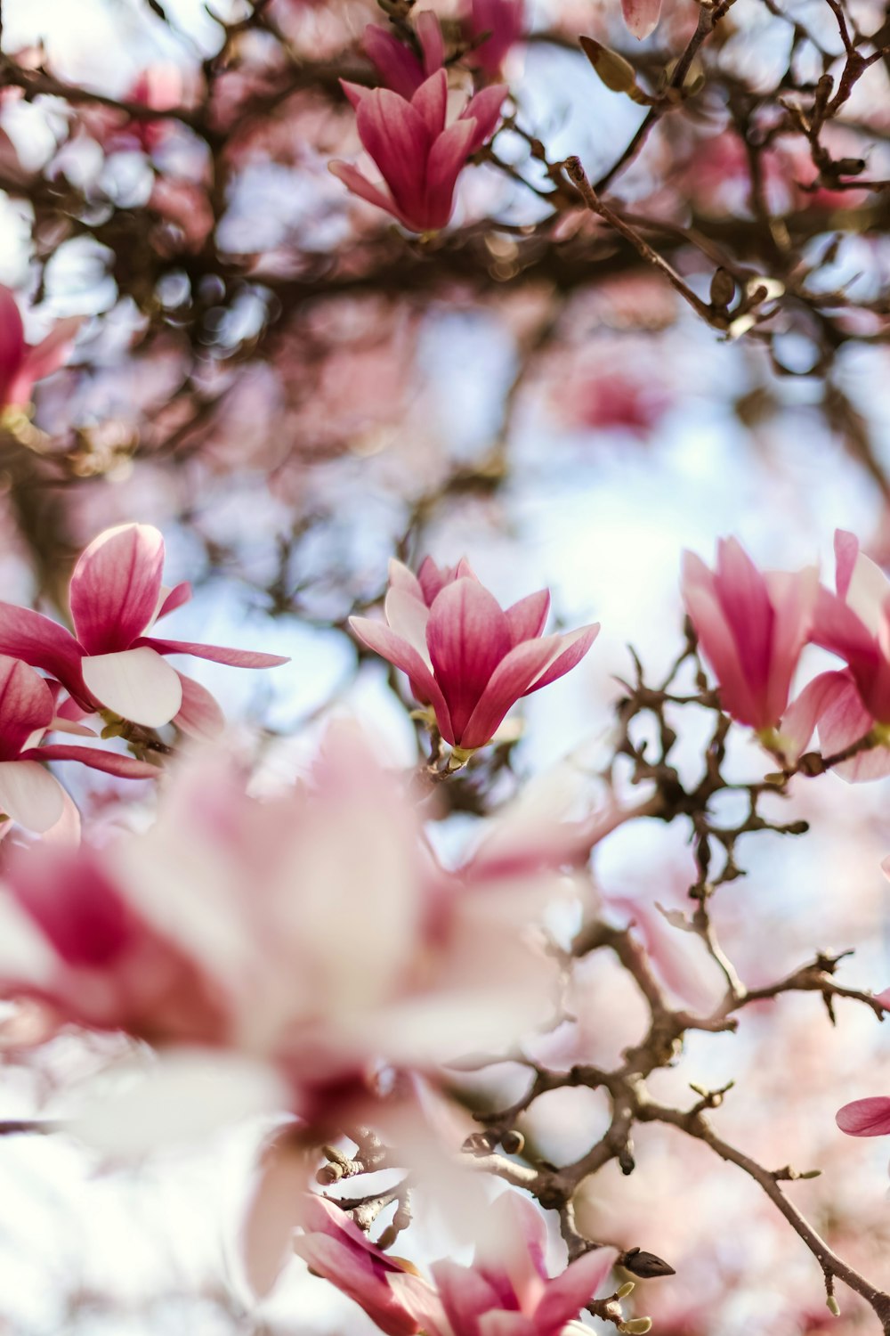 a close up of pink flowers