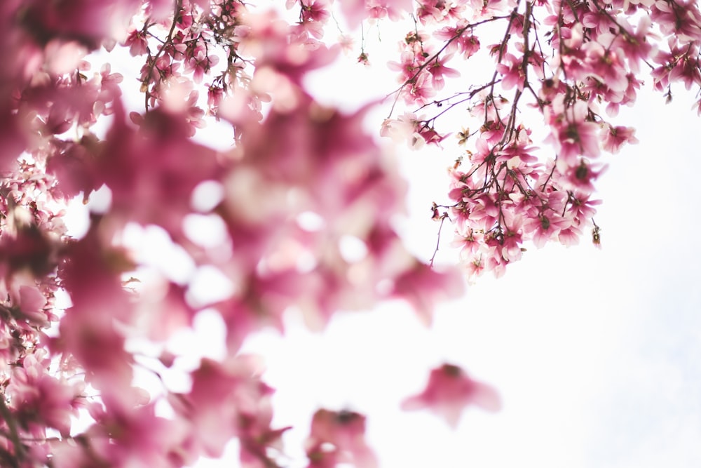 a close up of pink flowers