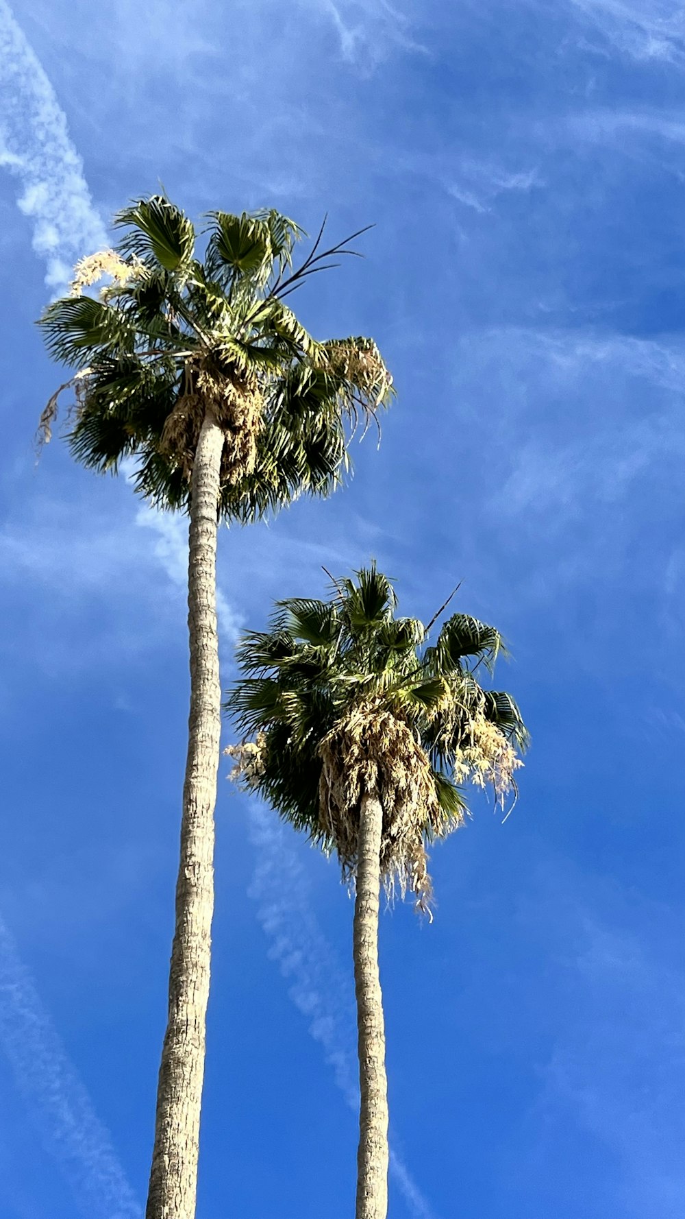 a couple of palm trees