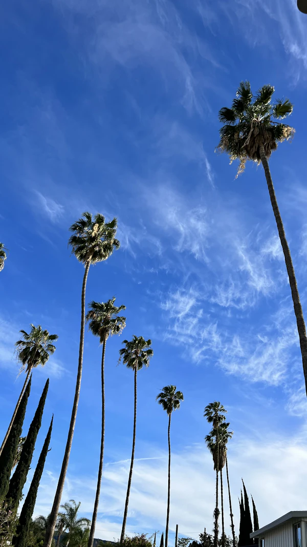 Tall palm trees lining a Los Angeles street