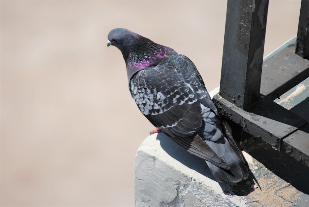 a pigeon sitting on a ledge