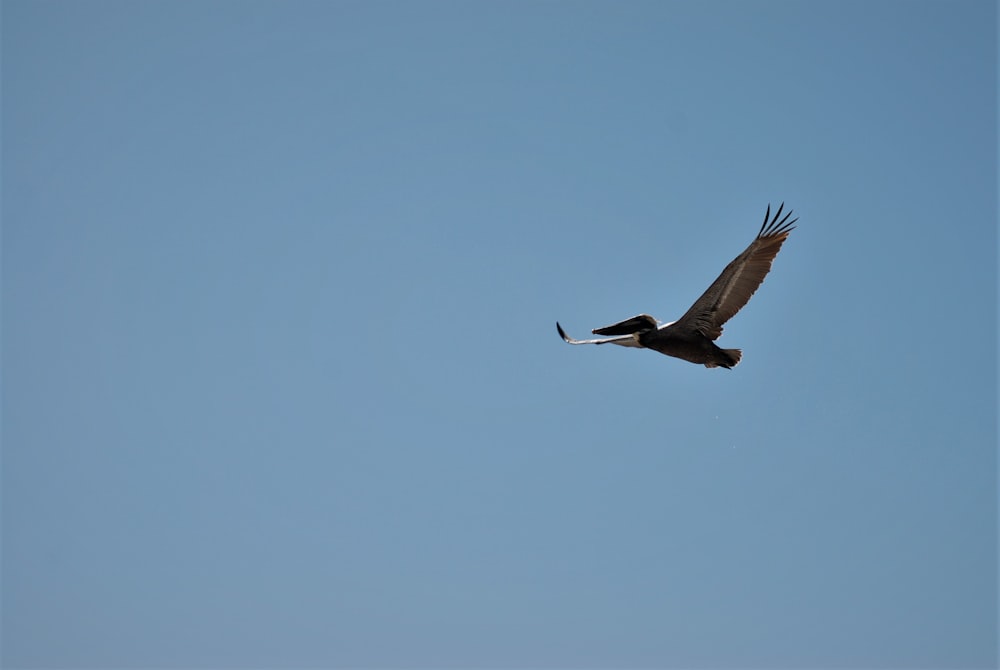 Un pájaro volando en el cielo