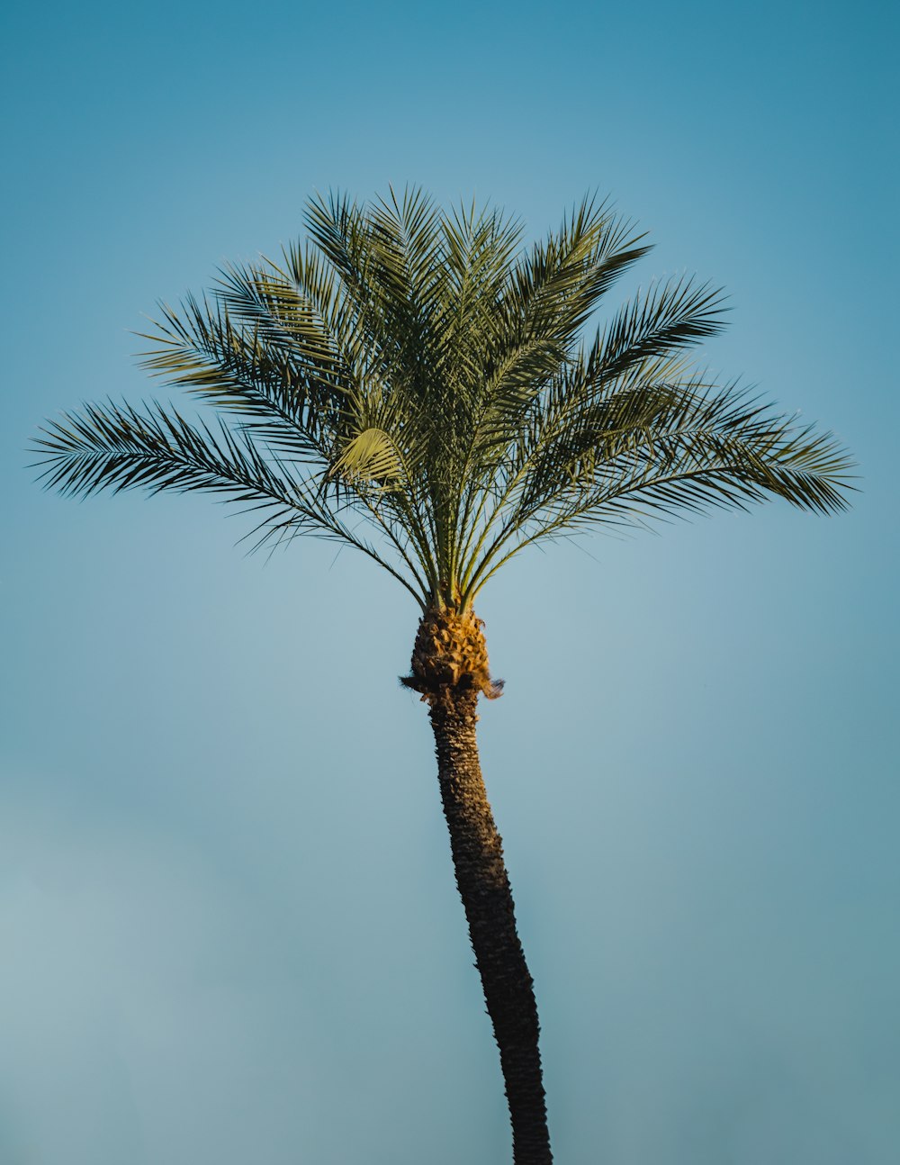 a palm tree with a blue sky