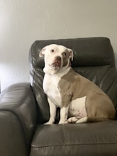 Happy dog sitting calmly next to its owner in a bright living room.