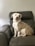 A calm dog sitting obediently beside its owner in a bright living room.