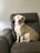 A calm dog sitting obediently beside its owner in a bright living room.