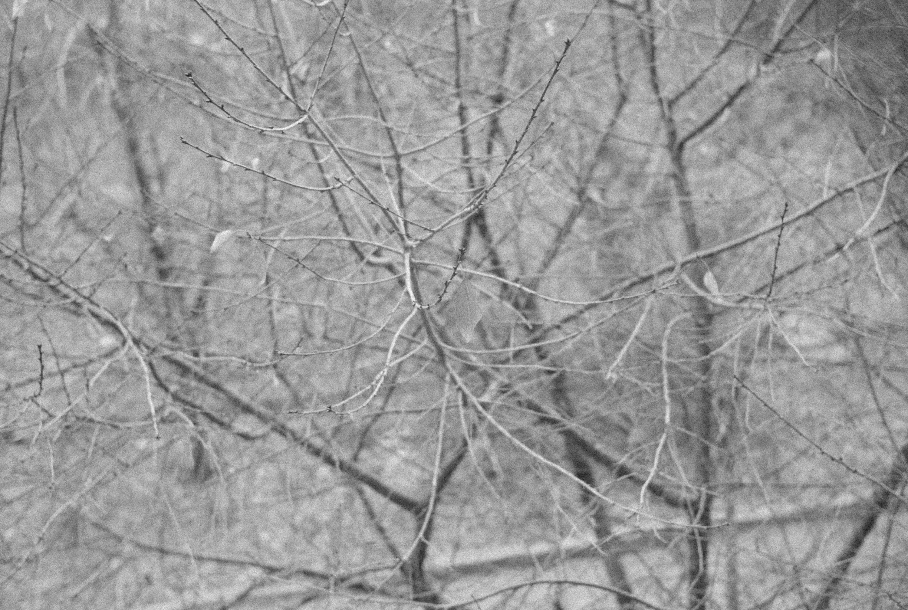 Photo by alexeydemidov