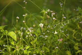 Tiny wildflowers blooming vibrantly at the base of a dense, shadowy hedge.