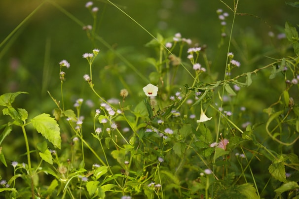 Tiny wildflowers blooming vibrantly at the base of a dense, shadowy hedge.