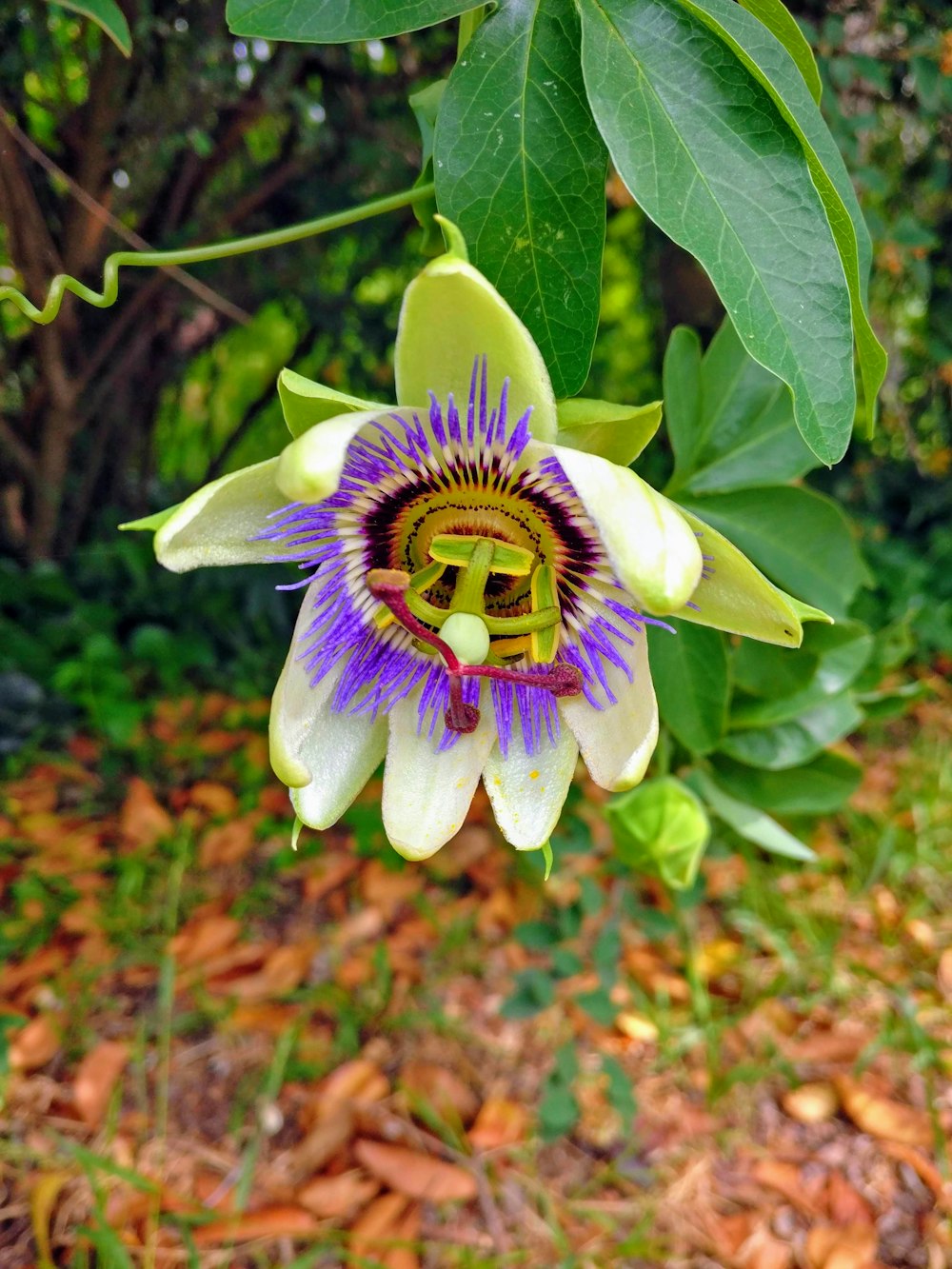 une fleur avec une abeille dessus