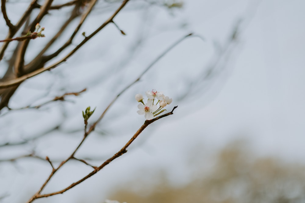 a close up of a flower