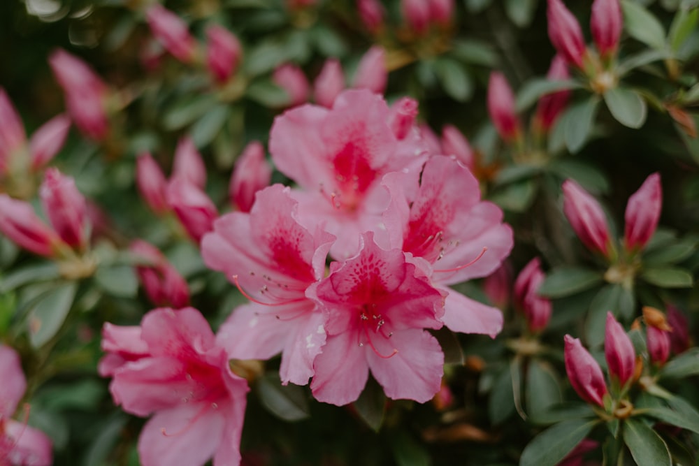 a close up of pink flowers