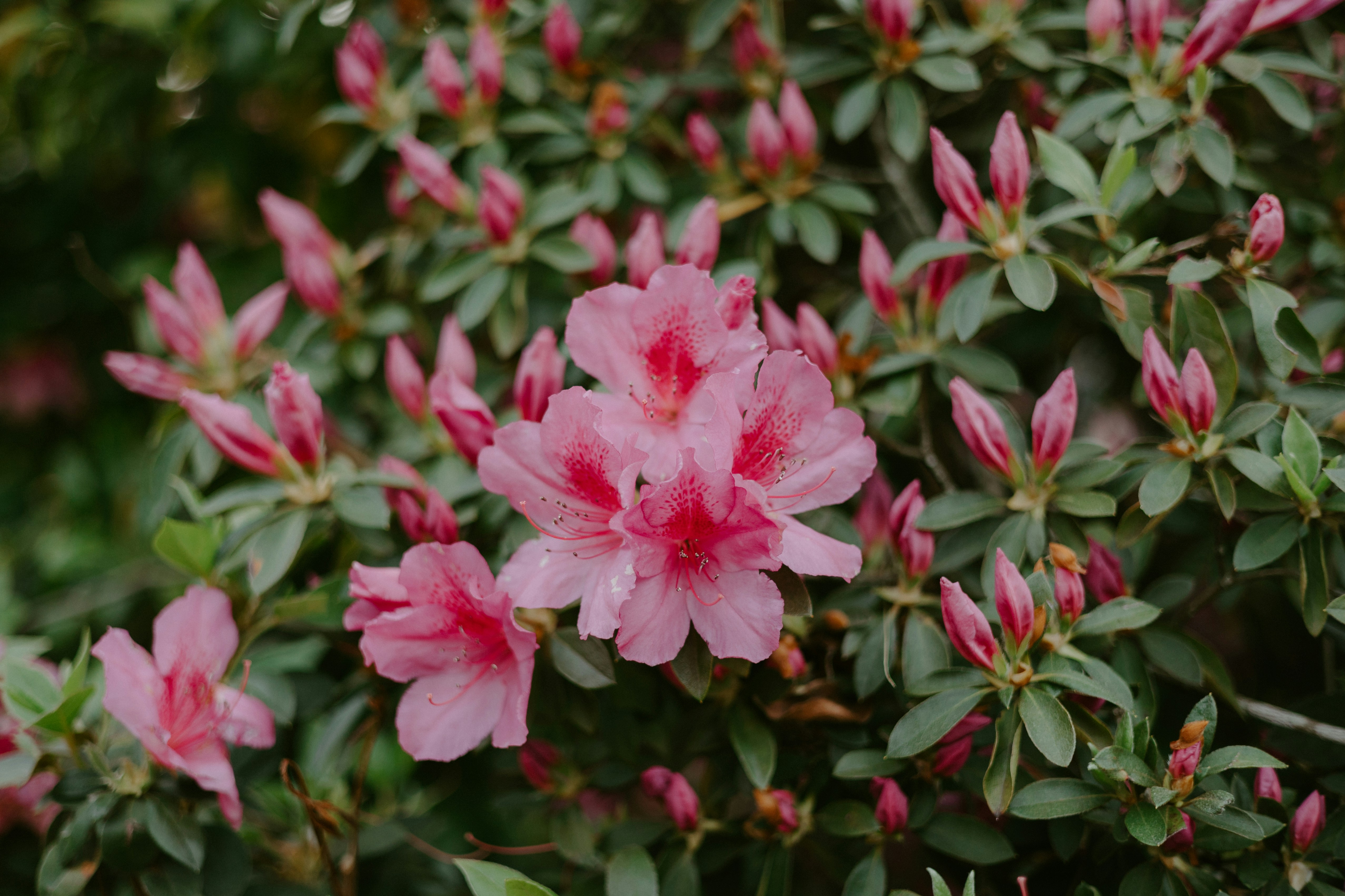 a group of pink flowers