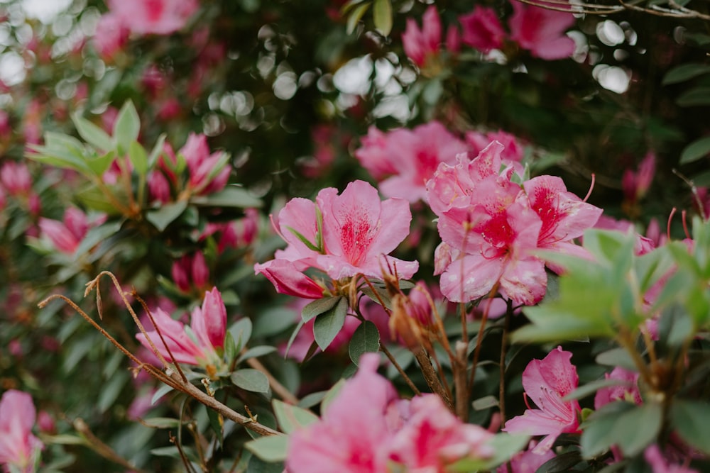 a close up of some flowers