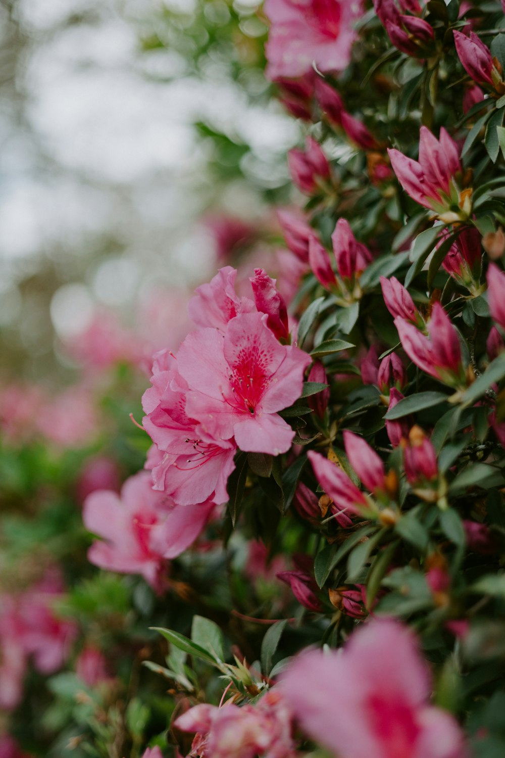 a close up of some flowers