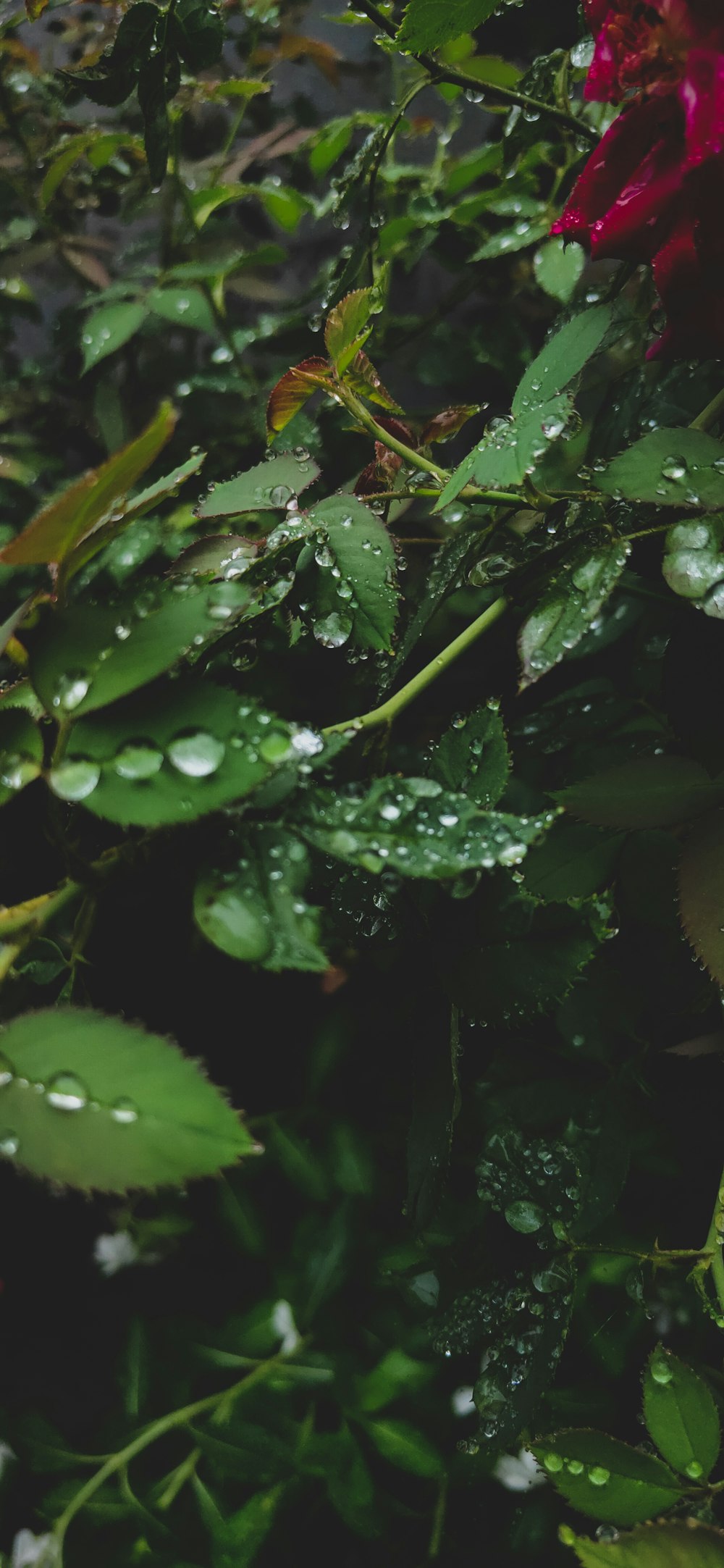 a close up of some leaves