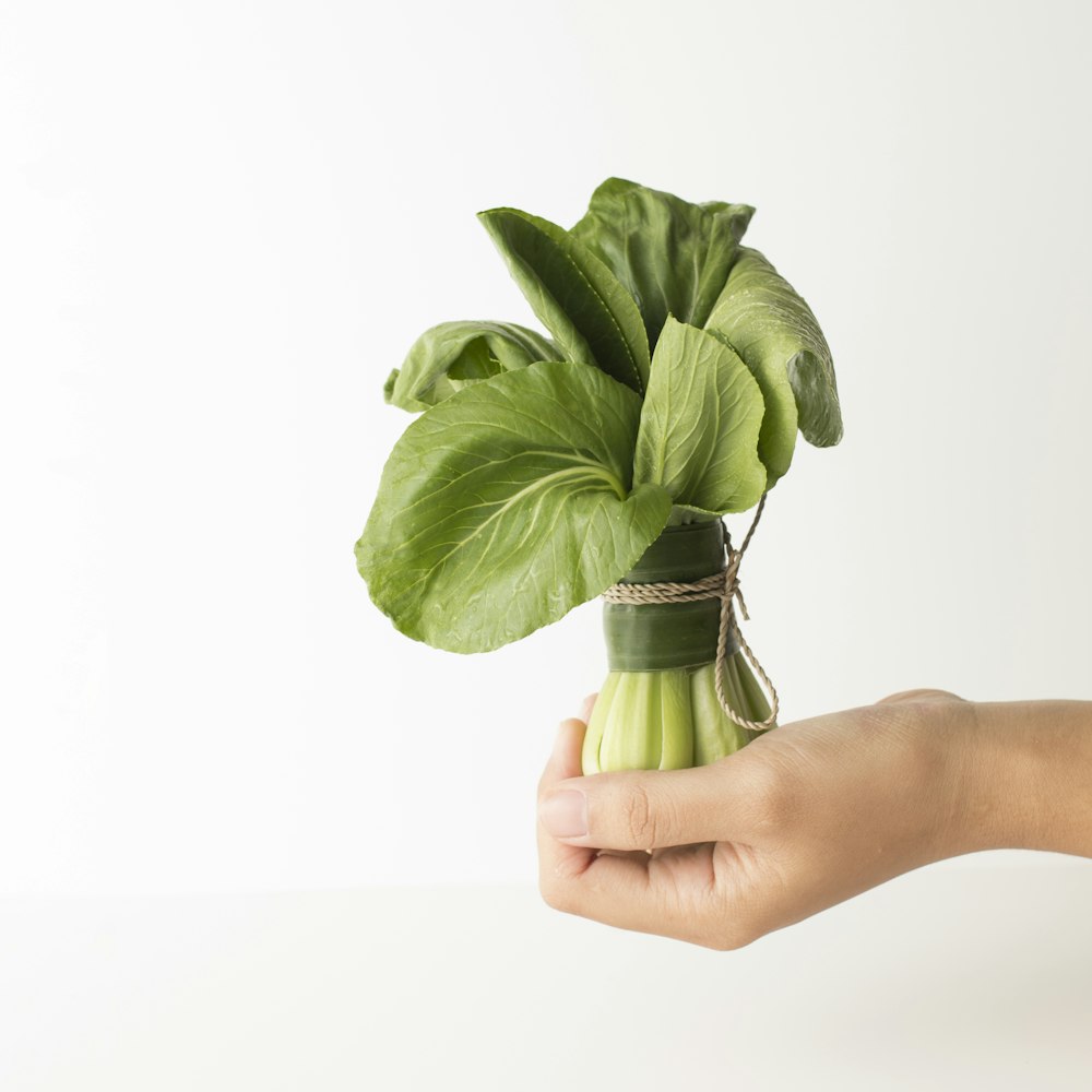 a hand holding a plant