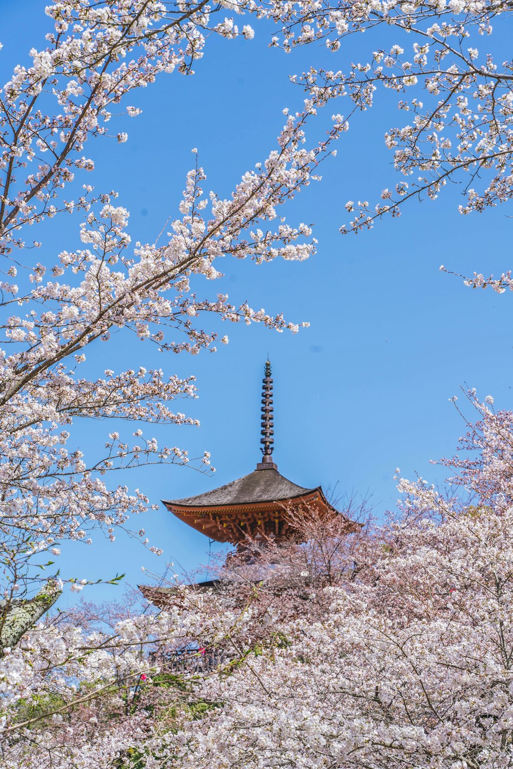 eine Pagode mit Kirschblüten an den Bäumen