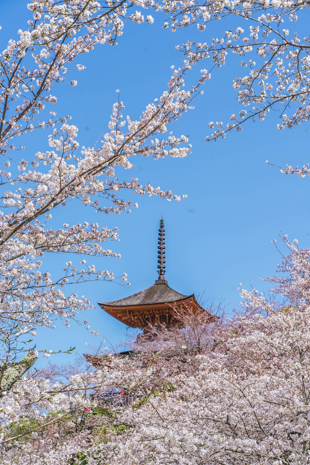 a pagoda with cherry blossoms on the trees