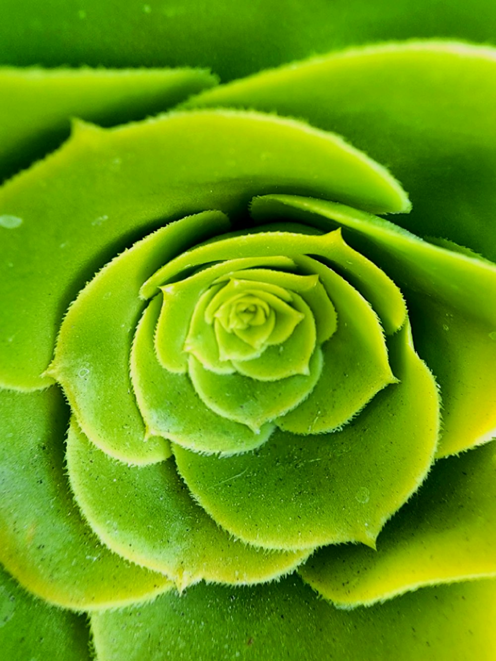a close up of a green flower