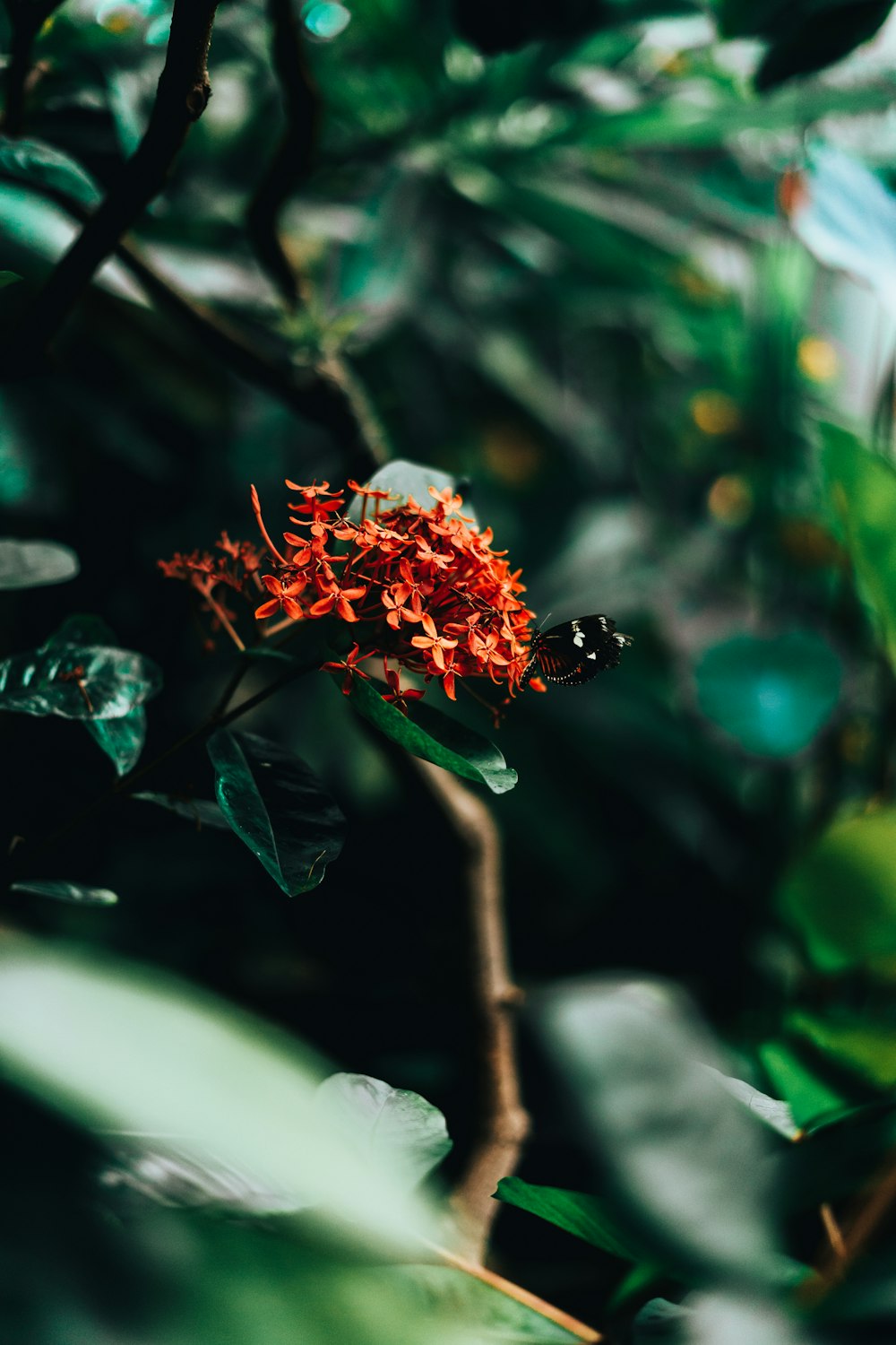 a butterfly on a flower