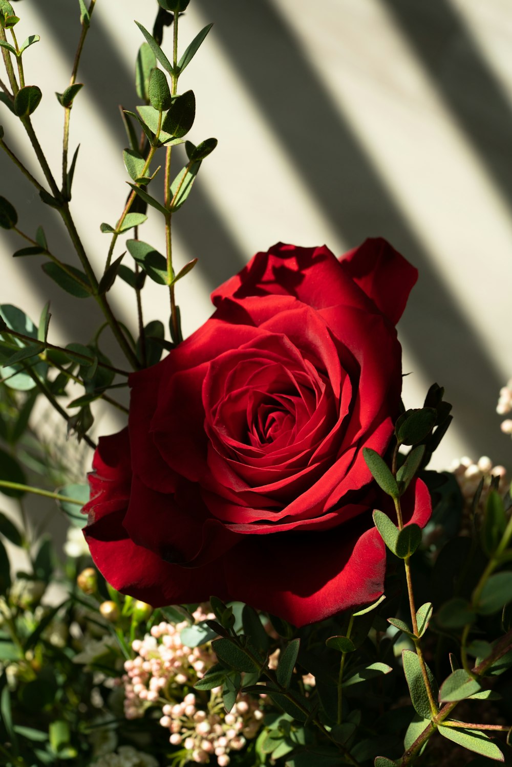 a red rose with green leaves